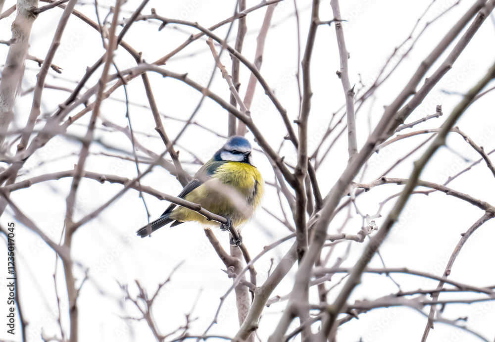 Blue tit ( Cyanistes caeruleus ) standing on branches tree in Autumn, Portrait of a titmouse,Tiny cute British bird in garden, Animal wildlife in Winter,Autumn Blue tit ( Cyanistes caeruleus ) standing on branches tree in Autumn, Portrait of a titmouse,Tiny cute British bird in garden, Animal wildlife in Winter,Autumn