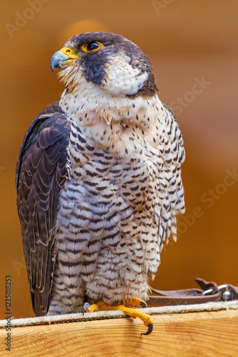 Greifvogel - Falkner - Habicht - Falke  photo