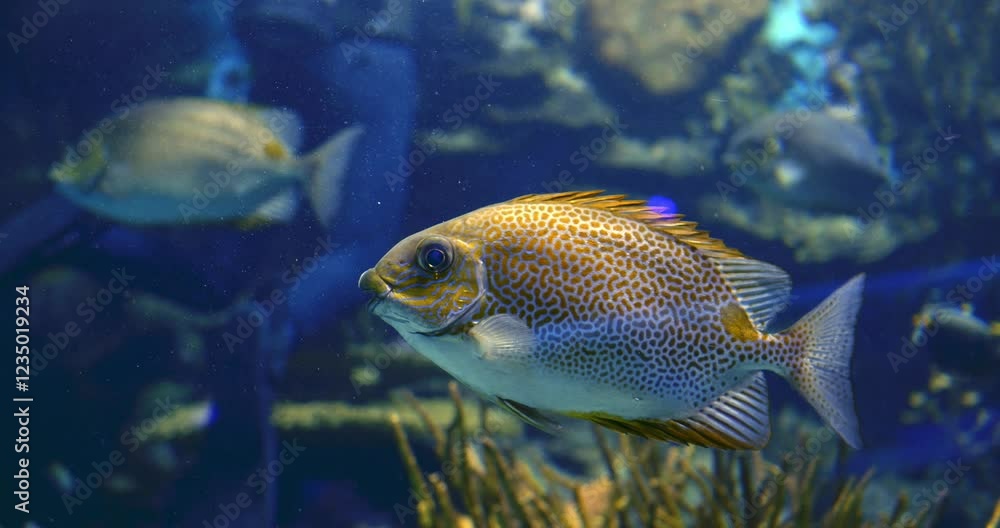Vibrant tropical fish gliding smoothly, displaying intricate scales and fluid motions inside expansive glass habitat. Concept of tropical fish in aquarium. Ecosystem of aquarium fish Vibrant tropical fish gliding smoothly, displaying intricate scales and fluid motions inside expansive glass habitat. Concept of tropical fish in aquarium. Ecosystem of aquarium fish