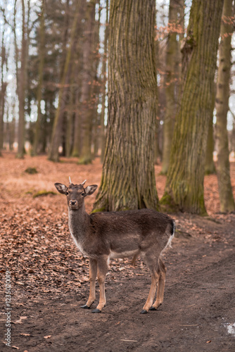 A wild deer walks in the forest