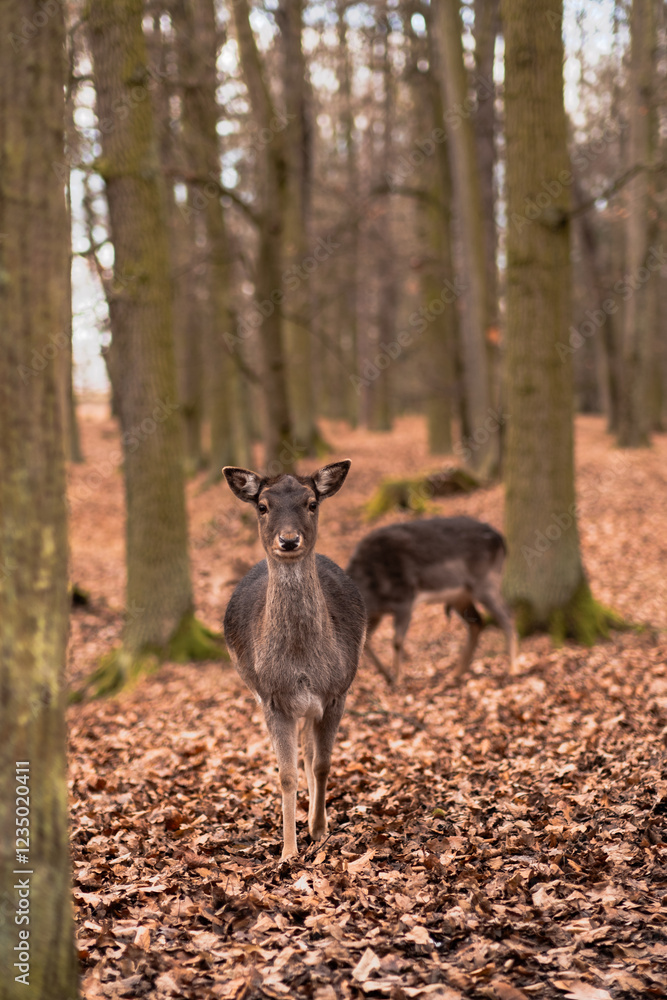 A wild deer walks in the forest A wild deer walks in the forest