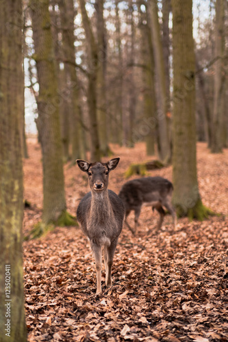 A wild deer walks in the forest