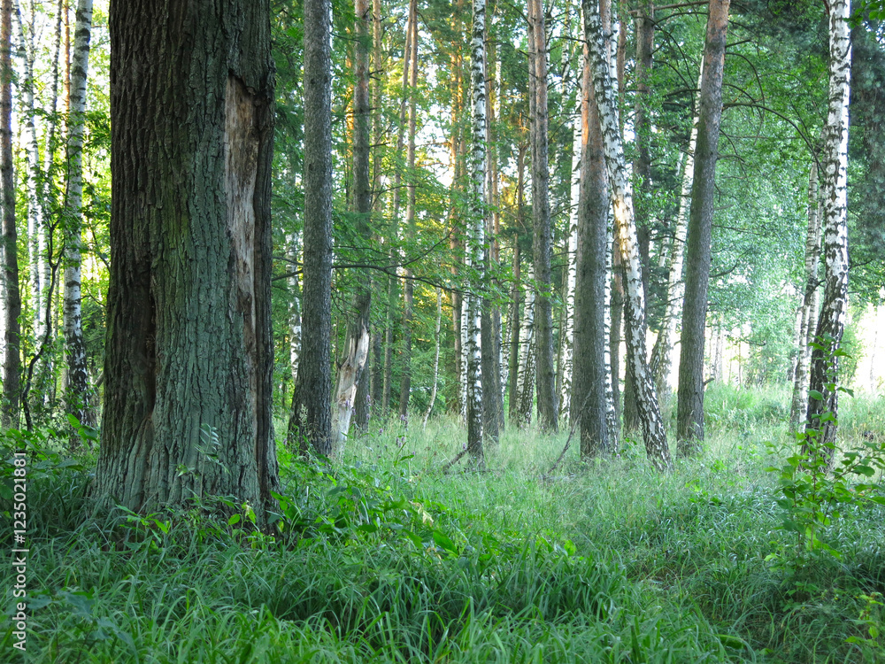 Naklejka premium spring forest with birches and oaks
