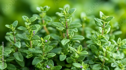 Wallpaper Mural Close-up of fresh thyme sprigs with vibrant green leaves and small purple flowers against a blurred background Torontodigital.ca