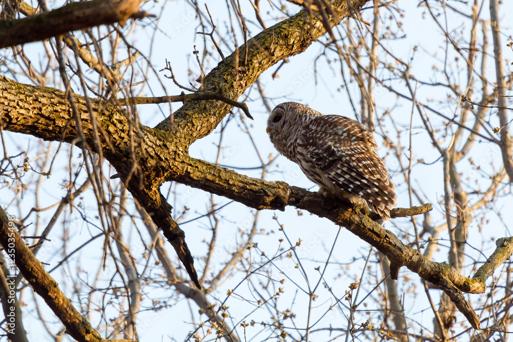 A perched barred owl calls for its mate. A perched barred owl calls for its mate.