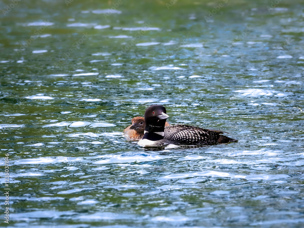 A beautiful Common Loon adult and a chick peaking around its parent on the water of a Minnesota lake.