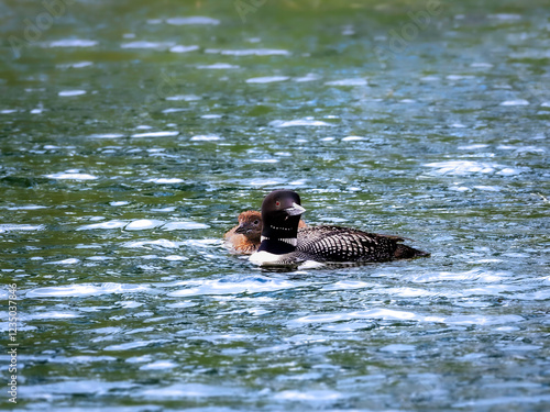 Obraz na płótnie A beautiful Common Loon adult and a chick peaking around its parent on the water of a Minnesota lake. w salonie