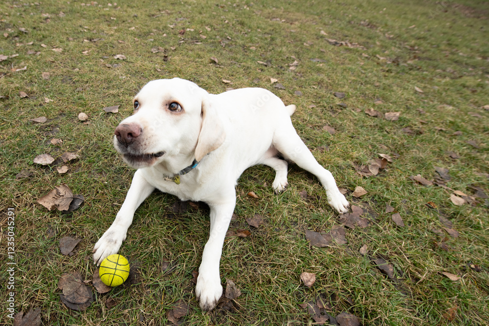 A cheerful labrador retriever lies on a grassy area, holding a bright yellow ball in its mouth. The dog seems playful and ready to engage in a fun activity outdoors A cheerful labrador retriever lies on a grassy area, holding a bright yellow ball in its mouth. The dog seems playful and ready to engage in a fun activity outdoors