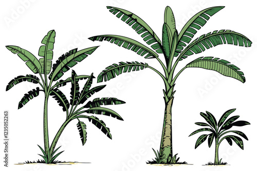 Tropical banana trees, photorealistic, isolated on white background, botanical illustration, various species, lush green foliage, tall slender trunks, wide leaves, palm-like appearance, studio lightin