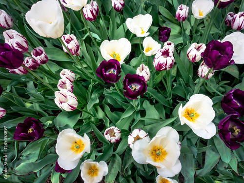 Tulips  field from above