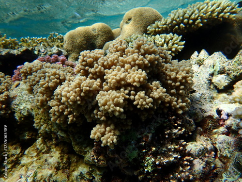 Finger-lobed soft coral (Sclerophytum leptoclados) undersea, Red Sea, Egypt, Sharm El Sheikh, Montazah Bay photo