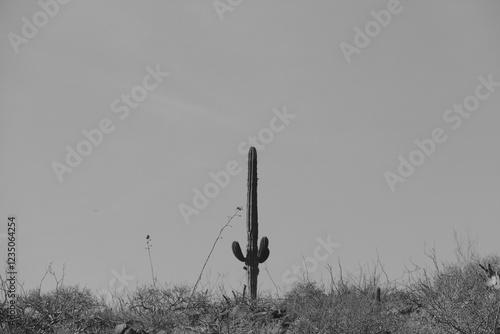 Wallpaper Mural Cactus and desert Torontodigital.ca
