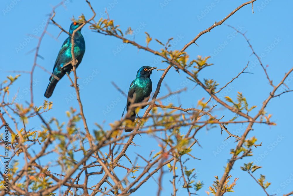 Cape Starling in a Tree