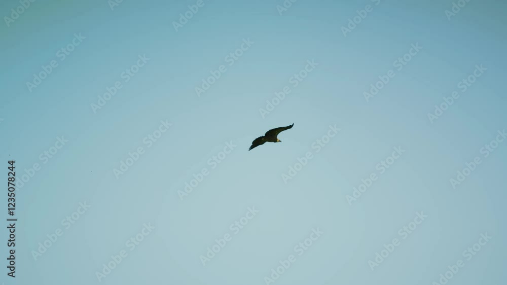 A white-backed vultures (Gyps africanus) flying in south africa. A white-backed vultures (Gyps africanus) flying in south africa.