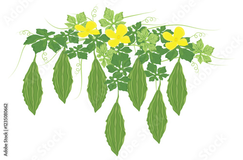 isolated Bitter melon on white background vector design