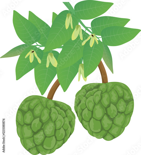 isolated custard apple on whtie background vector design