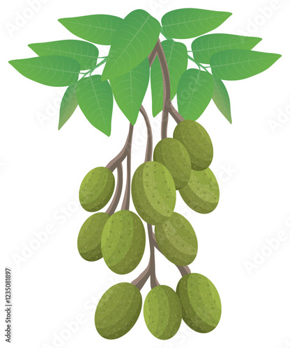 isolated olive on white background vector design