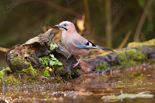 Eurasian jay - Garrulus glandarius on ground at colorful background. Photo from Białowieża Forest in Poland.	 photo