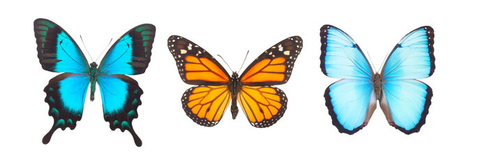 Blue morpho monarch and Sea Green Swallowtail butterflies