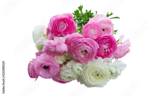 Pink and white ranunculus flowers