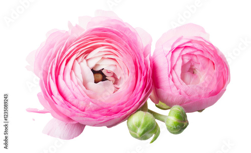 Pink and white ranunculus flowers
