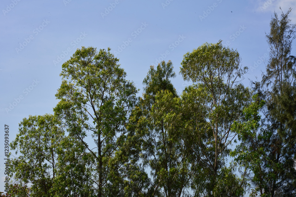 trees with green leaves and a blue sky in the background trees with green leaves and a blue sky in the background
