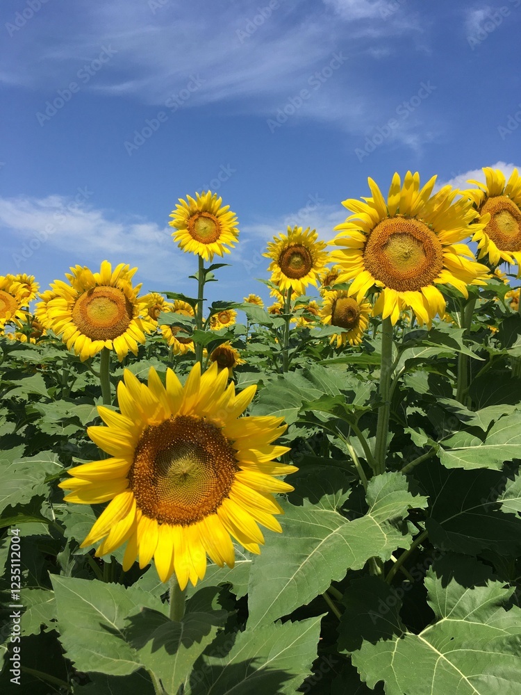 Sunflower crop with copy space. Sunflower crop with copy space.