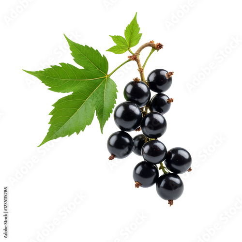 Black Currant, fresh ripe fruit isolated on transparent background, close-up shot