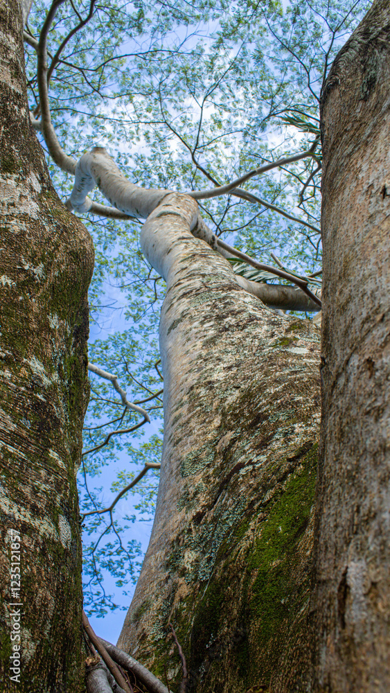 Fototapeta premium tree in Hawaii
