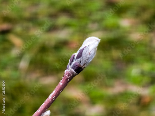 A branch of rowan with a bud, the Latin name is Sorbus aucuparia. Blurred background. photo