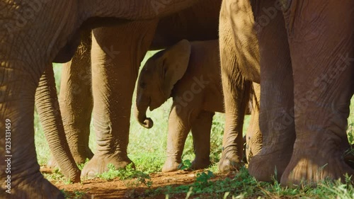 Close up of elephant family with a newborn baby elephant in South Africa.