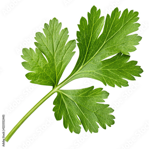fresh green cilantro leaf isolated on transparent background