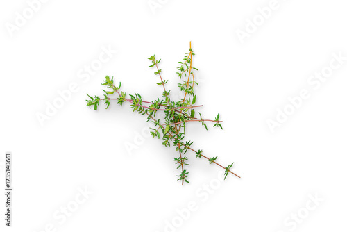 Organic stem of fresh thyme from the garden on a transparent background with shadow, top view, png