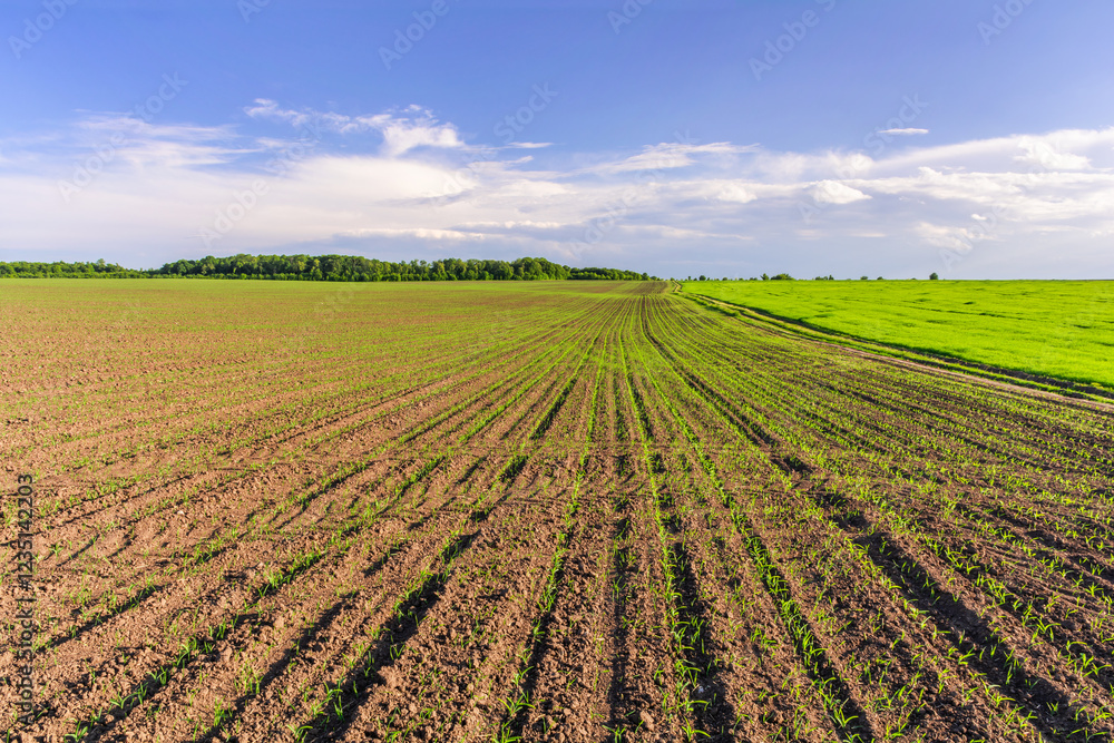 Agricultural fields. A field with rows of young green corn sprouts Agricultural fields. A field with rows of young green corn sprouts
