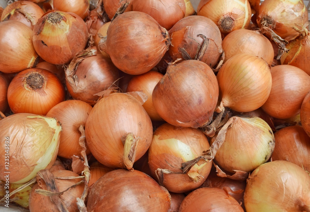 Onions are a popular cooking ingredient for making various dishes Onions are a popular cooking ingredient for making various dishes