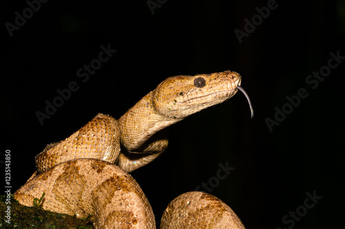 Corallus annulatus, known as ringed tree boa, annulated tree boa, northern annulated tree boa photo