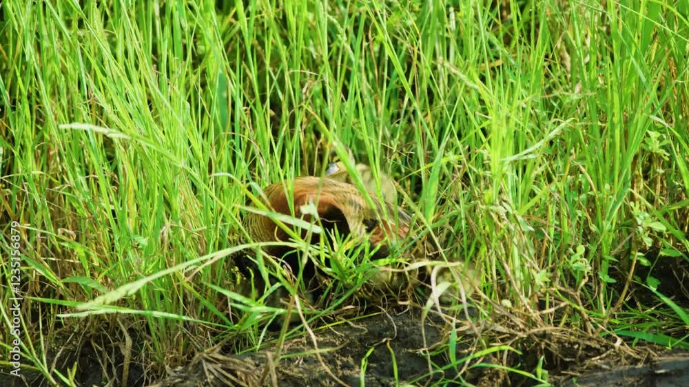 Close up of a white-faced whistling duck (Dendrocygna viduata) in Grass in south africa. Close up of a white-faced whistling duck (Dendrocygna viduata) in Grass in south africa.