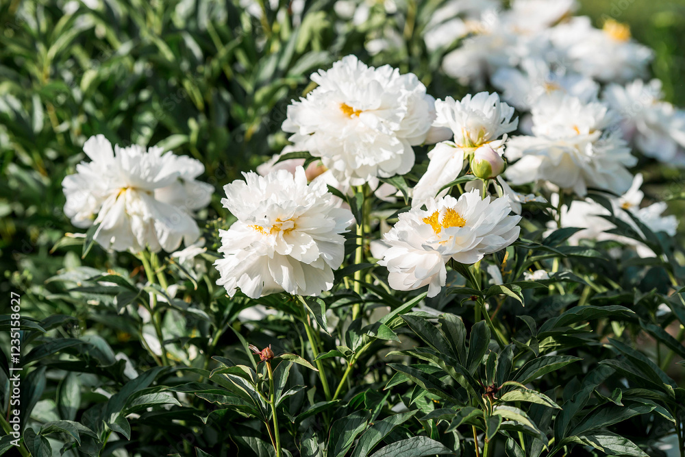 Close-up of blooming pink peonies. Peony flowers and buds in the spring garden. Green natural background. A blooming garden. Beautiful bokeh. Close-up of blooming pink peonies. Peony flowers and buds in the spring garden. Green natural background. A blooming garden. Beautiful bokeh.
