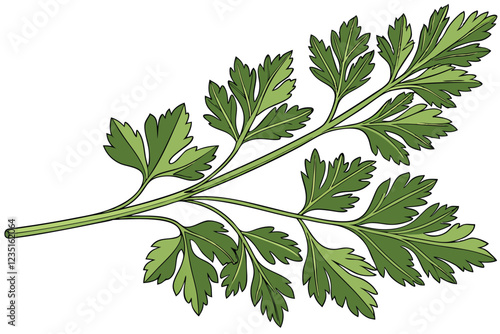  Fresh parsley sprigs, vibrant green leaves, culinary herb, aromatic, delicate stems, closeup, white background, crisp detail, organic produce, kitchen ingredient, garnish, isolated, textured foliage,