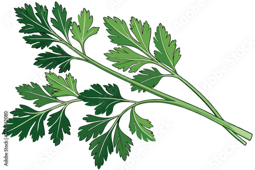  Fresh parsley sprigs, vibrant green leaves, culinary herb, aromatic, delicate stems, closeup, white background, crisp detail, organic produce, kitchen ingredient, garnish, isolated, textured foliage,