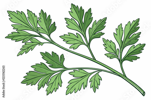  Fresh parsley sprigs, vibrant green leaves, culinary herb, aromatic, delicate stems, closeup, white background, crisp detail, organic produce, kitchen ingredient, garnish, isolated, textured foliage,