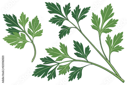  Fresh parsley sprigs, vibrant green leaves, culinary herb, aromatic, delicate stems, closeup, white background, crisp detail, organic produce, kitchen ingredient, garnish, isolated, textured foliage,