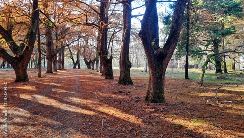 Beautiful alley in the autumn forest