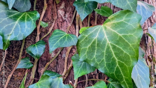 Bright green ivy on a tree trunk