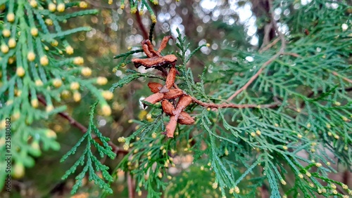 Branches with green needles close-up in the park