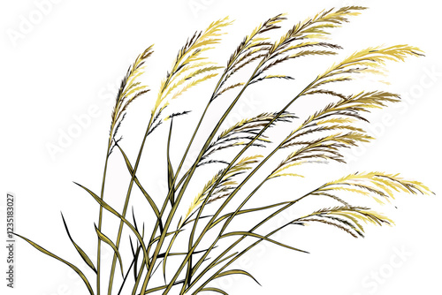  A photograph of a small bouquet of ornamental grasses, featuring feathery, golden-brown plumes and slender green stems, set against a plain white background. The grasses are arranged in a loose, natu