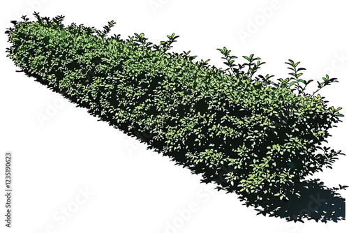  Photo of a lush green hedge against a white background, taken from above, showing the entire height of the hedge, with the top and bottom edges of the image. The hedge is dense and uniform, with smal