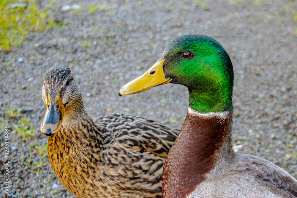 A pair of ducks look at the camera in close-up shot A pair of ducks look at the camera in close-up shot