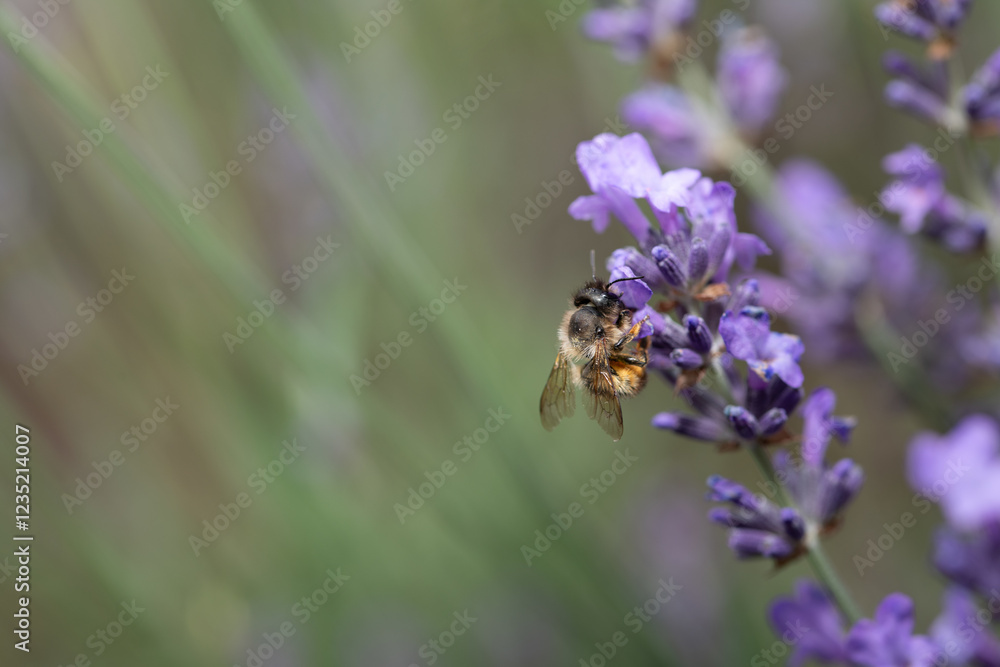 A small wild bee hangs on a lavender flower and searches for pollen. There is plenty of space for text on the side. A small wild bee hangs on a lavender flower and searches for pollen. There is plenty of space for text on the side.