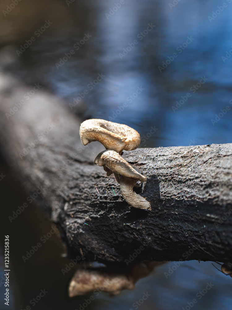 Obraz premium Fungi on a Log